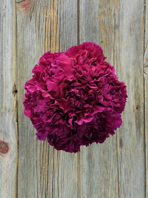 ZAFIRO PURPLE CARNATIONS